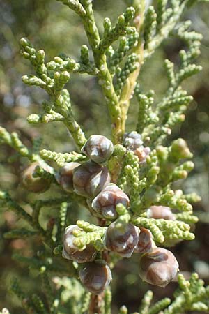 Cupressus sempervirens var. horizontalis \ Mittelmeer-Zypresse / Mediterranean Cypress, Chios Kato Fana 29.3.2016