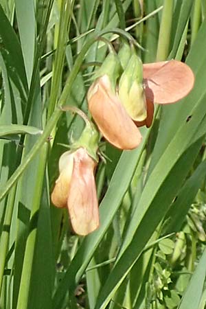 Lathyrus gorgoni \ Orangefarbige Platterbse / Orange Vetchling, Chios Vavili 28.3.2016