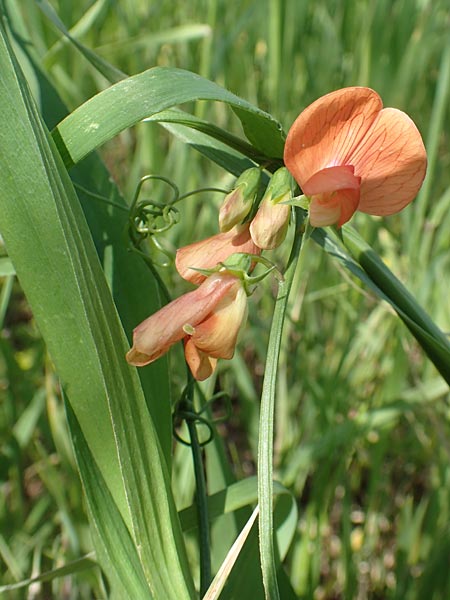 Lathyrus gorgoni \ Orangefarbige Platterbse / Orange Vetchling, Chios Vavili 28.3.2016