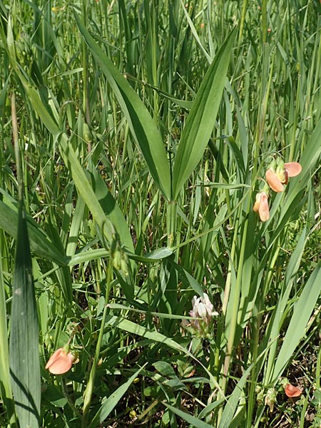 Lathyrus gorgoni \ Orangefarbige Platterbse / Orange Vetchling, Chios Vavili 28.3.2016