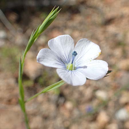 Linum bienne \ Zweijhriger Lein / Pale Flax, Chios Kalamoti 2.4.2016