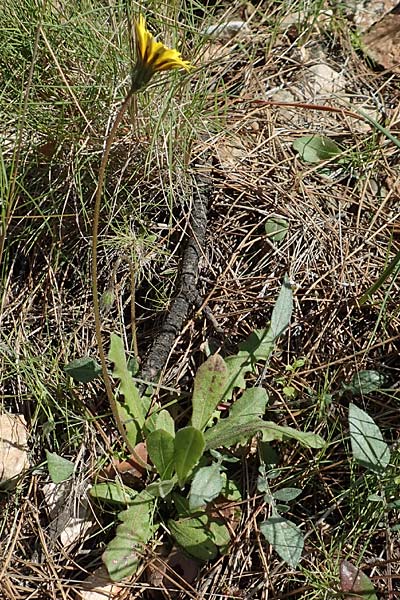 Leontodon tuberosus \ Knolliger Lwenzahn / Tuberous Hawkbit, Chios Avgonima 28.3.2016