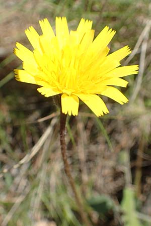 Leontodon tuberosus \ Knolliger Lwenzahn / Tuberous Hawkbit, Chios Avgonima 28.3.2016