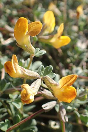 Lotus halophilus \ Salzliebender Hornklee, Chios Metochi 30.3.2016