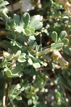 Lotus halophilus \ Salzliebender Hornklee, Chios Metochi 30.3.2016