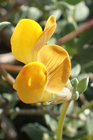 Lotus halophilus \ Salzliebender Hornklee, Chios Metochi 30.3.2016