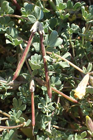 Lotus halophilus \ Salzliebender Hornklee, Chios Metochi 30.3.2016