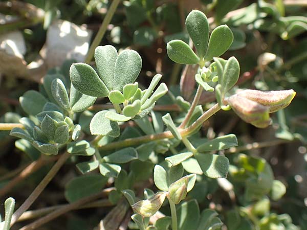 Lotus halophilus \ Salzliebender Hornklee, Chios Metochi 30.3.2016