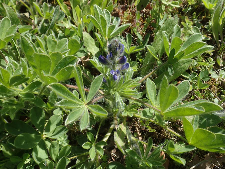 Lupinus micranthus \ Kleinbl�tige Lupine, Chios Viki 31.3.2016