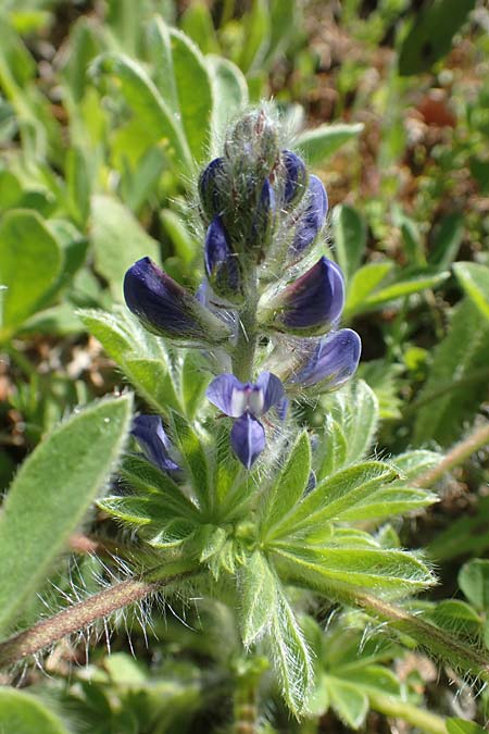 Lupinus micranthus \ Kleinbl�tige Lupine, Chios Viki 31.3.2016