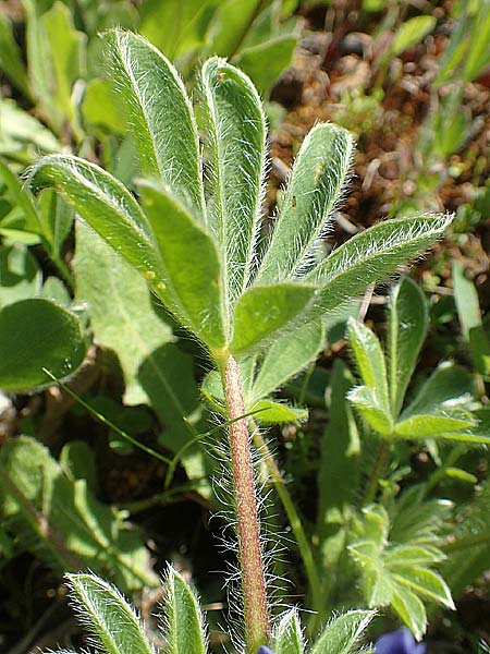 Lupinus micranthus \ Kleinbl�tige Lupine, Chios Viki 31.3.2016