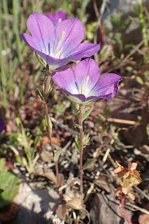 Legousia pentagonia \ Frauenspiegel / Pentagonia, Chios Elinda 30.3.2016