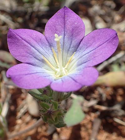 Legousia pentagonia \ Frauenspiegel / Pentagonia, Chios Olimbi, Agios Dynami 1.4.2016