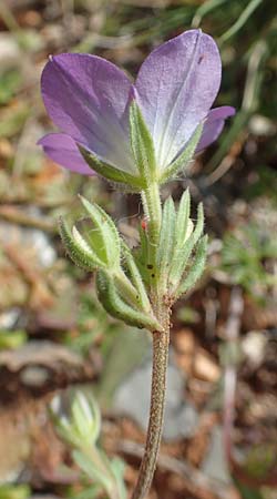 Legousia pentagonia \ Frauenspiegel / Pentagonia, Chios Olimbi, Agios Dynami 1.4.2016