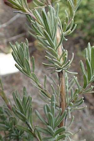 Lavandula stoechas \ Schopf-Lavendel / French Lavender, Chios Emporios 29.3.2016