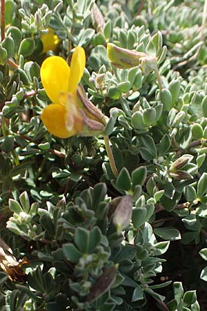 Lotus halophilus \ Salzliebender Hornklee, Chios Olimbi, Agios Dynami 1.4.2016