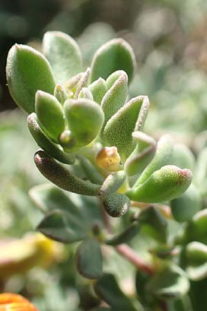 Lotus halophilus \ Salzliebender Hornklee, Chios Olimbi, Agios Dynami 1.4.2016