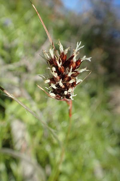 Luzula sudetica \ Sudeten-Hainsimse / Sudetan Wood-Rush, Chios Viki 31.3.2016