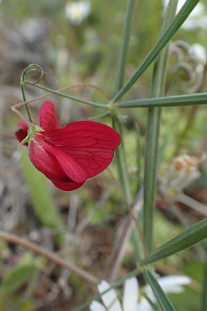 Lathyrus setifolius \ Grasblttrige Platterbse, Chios Avgonima 28.3.2016