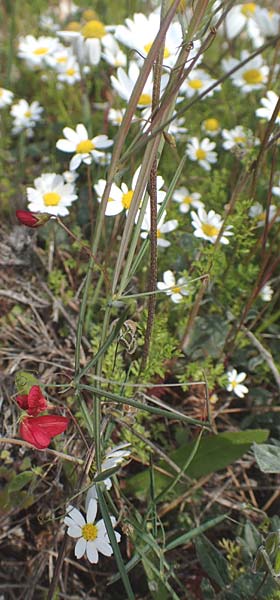 Lathyrus setifolius \ Grasblttrige Platterbse, Chios Avgonima 28.3.2016