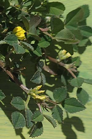 Medicago monspeliaca \ Montpellier-Bockshornklee, Franzsischer Schneckenklee / Hairy Trigonella, Star-Fruited Fenugreek, Chios Avgonima 28.3.2016