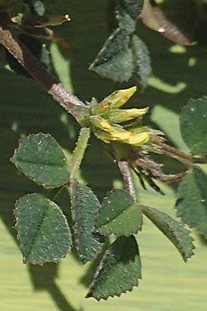 Medicago monspeliaca \ Montpellier-Bockshornklee, Franzsischer Schneckenklee / Hairy Trigonella, Star-Fruited Fenugreek, Chios Avgonima 28.3.2016