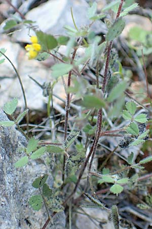 Medicago monspeliaca \ Montpellier-Bockshornklee, Franzsischer Schneckenklee / Hairy Trigonella, Star-Fruited Fenugreek, Chios Emporios 29.3.2016