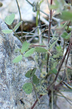 Medicago monspeliaca \ Montpellier-Bockshornklee, Franzsischer Schneckenklee / Hairy Trigonella, Star-Fruited Fenugreek, Chios Emporios 29.3.2016