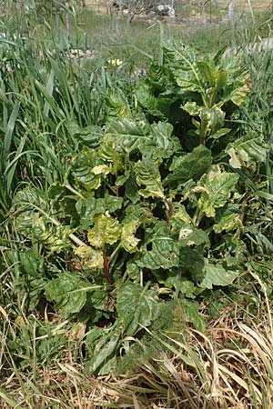 Beta vulgaris subsp. cicla \ Mangold / Leaf Beet, Spinach Beet, Chios Olimbi 1.4.2016