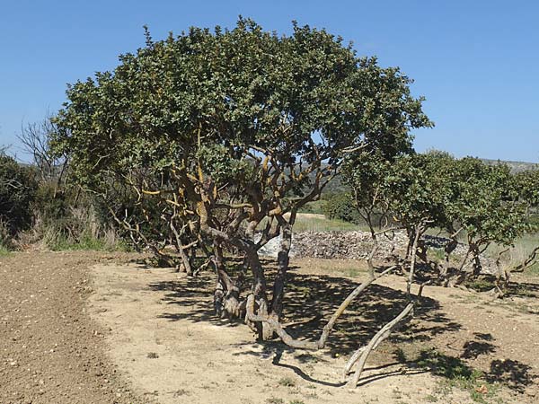 Pistacia lentiscus var. chia \ Mastixstrauch / Mastic, Chios Pirgi 29.3.2016