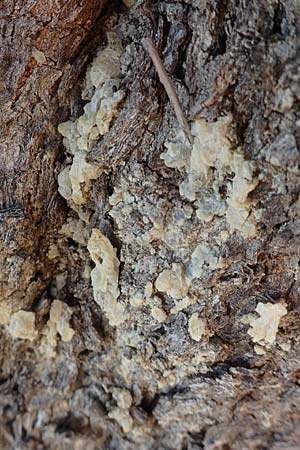 Pistacia lentiscus var. chia \ Mastixstrauch / Mastic, Chios Pirgi 29.3.2016