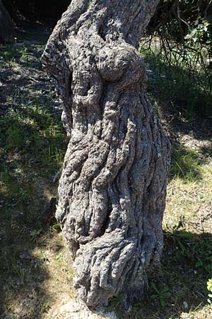 Pistacia lentiscus var. chia \ Mastixstrauch / Mastic, Chios Pirgi 29.3.2016