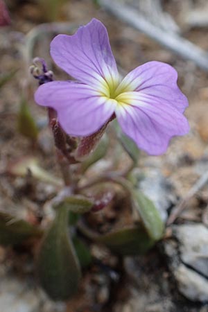 Malcolmia flexuosa \ Geschl&auml;ngelte Meerviole / Sea Stock, Chios Emporios 29.3.2016