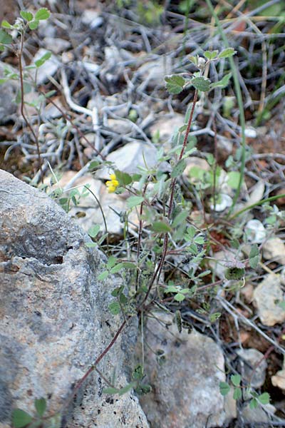 Medicago monspeliaca \ Montpellier-Bockshornklee, Franzsischer Schneckenklee / Hairy Trigonella, Star-Fruited Fenugreek, Chios Emporios 29.3.2016