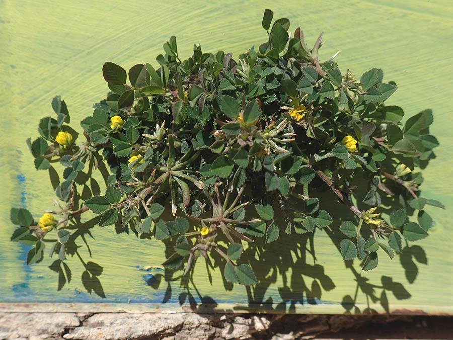 Medicago monspeliaca \ Montpellier-Bockshornklee, Franzsischer Schneckenklee / Hairy Trigonella, Star-Fruited Fenugreek, Chios Avgonima 28.3.2016