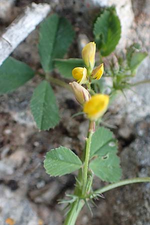 Medicago orbicularis \ Schneckenklee / Button Clover, Chios Anavatos 28.3.2016