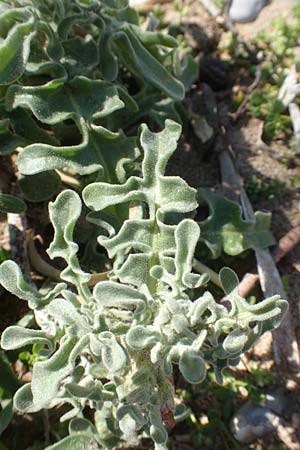 Matthiola sinuata \ Gebuchtete Levkoje / Sea Stock, Chios Kato Fana 29.3.2016