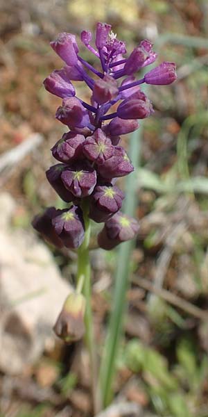 Muscari weissii \ Weiss' Traubenhyazinthe / Weiss' Hyacinth, Chios Kato Fana 29.3.2016