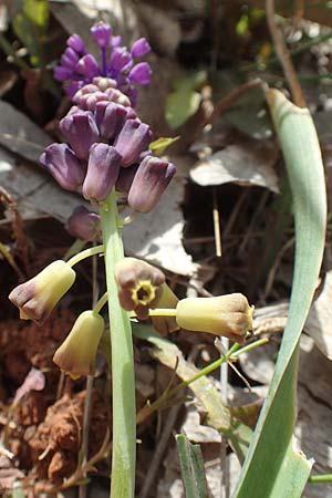 Muscari weissii \ Weiss' Traubenhyazinthe / Weiss' Hyacinth, Chios Olimbi, Agios Dynami 1.4.2016