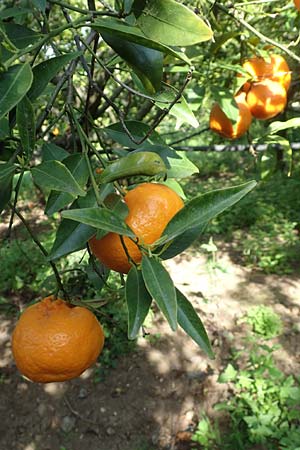 Citrus reticulata \ Mandarinen-Baum / Mandarin Tree, Chios Kampos 1.4.2016