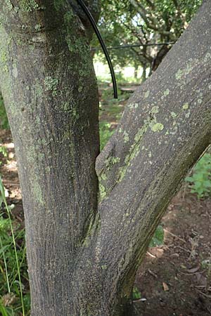 Citrus reticulata \ Mandarinen-Baum / Mandarin Tree, Chios Kampos 1.4.2016