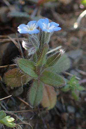Myosotis incrassata \ Dickbl&auml;ttriges Vergissmeinnicht / Thick-Leafed Forget-me-not, Chios Viki 31.3.2016