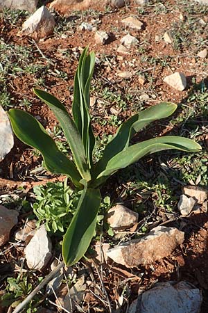 Drimia aphylla \ Blattlose Meerzwiebel / Leafless Sea Squill, Chios Emporios 29.3.2016