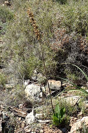 Drimia aphylla \ Blattlose Meerzwiebel / Leafless Sea Squill, Chios Sidirounda 30.3.2016