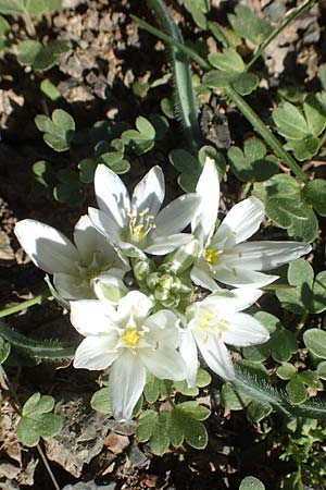 Ornithogalum armeniacum \ Armenischer Milchstern / Armenian Star of Bethlehem, Chios Viki 31.3.2016