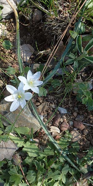 Ornithogalum armeniacum \ Armenischer Milchstern / Armenian Star of Bethlehem, Chios Viki 31.3.2016