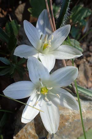 Ornithogalum armeniacum \ Armenischer Milchstern / Armenian Star of Bethlehem, Chios Viki 31.3.2016