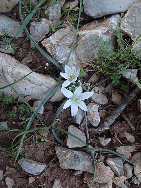 Ornithogalum armeniacum \ Armenischer Milchstern / Armenian Star of Bethlehem, Chios Viki 31.3.2016