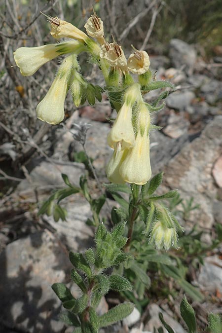 Onosma aucheriana \ Auchers Lotwurz / Aucher's Goldendrop, Chios Kalamoti 2.4.2016