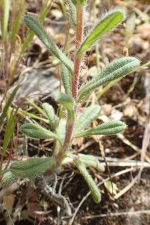 Onosma aucheriana \ Auchers Lotwurz / Aucher's Goldendrop, Chios Kalamoti 2.4.2016